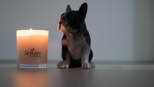 Light scented candles at home to freshen up the smell, but the owner should be careful, your dog may not be able to stand it.