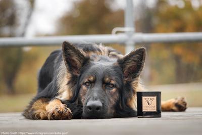 Light scented candles at home to freshen up the smell, but the owner should be careful, your dog may not be able to stand it.